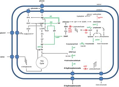 High-Yield Production of 4-Hydroxybenzoate From Glucose or Glycerol by an Engineered Pseudomonas taiwanensis VLB120